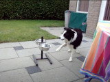 Ce Border Collie Britt tape sur sa gamelle