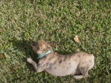 Un French Bullhuahua se roule dans l'herbe