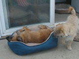 Un Doxie Cairn tourne dans son panier