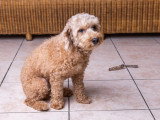 Un petit chien a fait ses besoins dans la maison