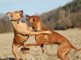 Deux chiens en train de se battre dans un parc