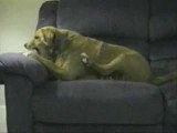 Ce chien attaque… sa propre patte !