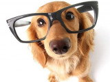 Un Golden Retriever avec des lunettes qui lui donne un air intelligent