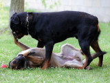 Un chien en train de dominer un autre