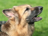Chien qui aboie