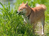 Herbe, cailloux, terre... : mon chien mange n'importe quoi