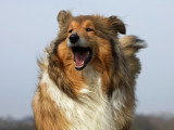 Un chien Colley aboie avec un air menaçant