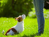 Comment dresser et maîtriser un chien difficile ?