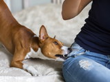 Que faire face à un chien mordeur ?