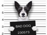 Chien voleur : comment corriger le comportement d'un chien qui vole ?
