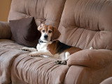 Un Beagle couché sur le canapé