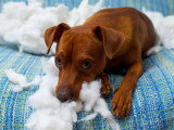 Un chien a dévoré le matelas