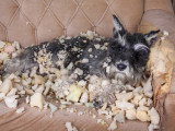 Un Schnauzer a détruit un canapé