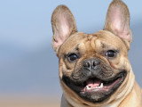Un Bouledogue Français avec un air joyeux