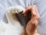 Une femme et son chien forment un coeur avec leurs mains / pattes