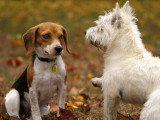 Comprendre le langage des chiens entre eux