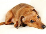 Un chien avec un air inquiet couché sur le sol