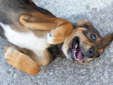 Un chien heureux couché sur le dos