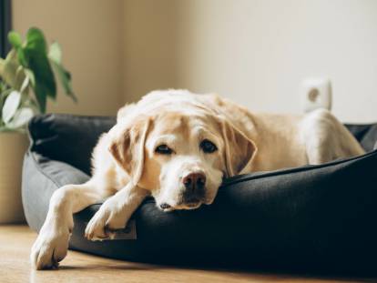 Un vieux chien est couché dans son panier dans le salon