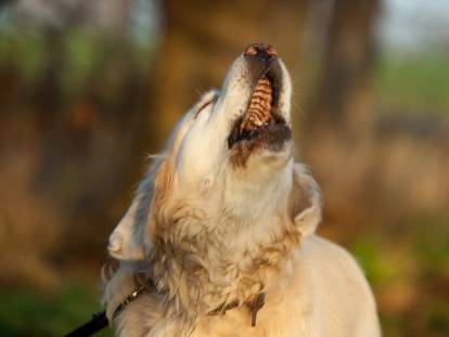 Un Golden Retriever hurle à mort dans un parc