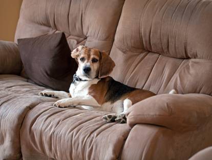 Un Beagle couché sur le canapé