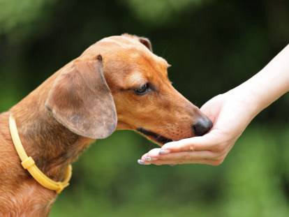 Que faire si le chien mange mal ?