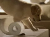Un chiot Labrador dans une publicité pour du papier toilette Kleenex