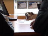 Un chien agent immobilier devient héros d’une publicité