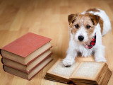 Un chien avec la patte posée sur un livre