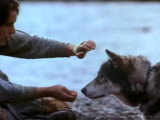 Extrait du film « Croc Blanc » (1991)