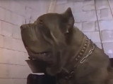 Samson, le Mâtin Napolitain de Fort Boyard