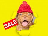 Gros plan sur la tête d'un chien portant un bonnet rouge, à côté de lui apparaît le mot SALE.
