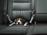 Une affiche de publicité pour la Golf TDI de Volkswagen, avec un chien Beagle ratatiné sur la banquette arrière