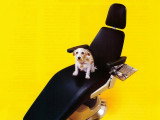 Une affiche de publicité pour des bâtonnets à mâcher Pedigree Denta Stix représentant un Jack Russel Terrier sur un fauteuil de dentiste
