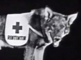 « Where the North Begins » (1923), avec Rintintin : film complet