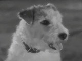 Bande annonce du film « Cette Sacrée Vérité » (1937)