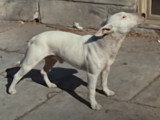 Bande annonce du film « It's a Dog's Life » (1955)