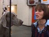 Bande annonce du film « Bêtes de scène » (2000)
