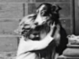 Jean, le Border Collie du court métrage « Playmates » (1912)