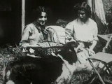 Le Border Collie du court métrage « Jean the Match-Maker » (1910)