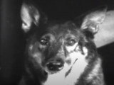 Rintintin dans « Lone Defender » (1930), la série complète