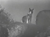 Rintintin dans « The Lightning Warrior » (1931)