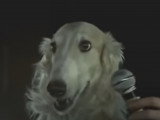 Un chien dans un concert live de Pink Floyd