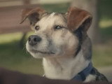 Une publicité du Crédit Mutuel avec Toby, un chien qui parle