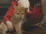 Le film japonais « Mari to koinu no Monogatari »