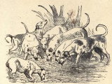 Illustration en noir et blanc de la fable « Les Chiens affamés », d’Ésope