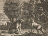 Illustration de la fable « Le Chien de berger et le Loup », de John Gay