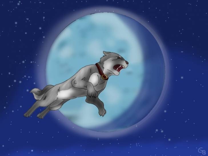 Gin, le chien Akita Inu héros de l'anime « Ginga Nagareboshi Gin »