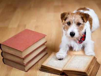 Un chien avec la patte posée sur un livre