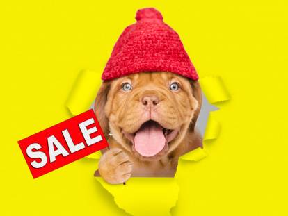 Gros plan sur la tête d'un chien portant un bonnet rouge, à côté de lui apparaît le mot SALE.